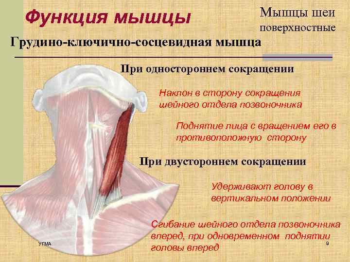 Функция мышцы Мышцы шеи поверхностные Грудино-ключично-сосцевидная мышца При одностороннем сокращении Наклон в сторону сокращения