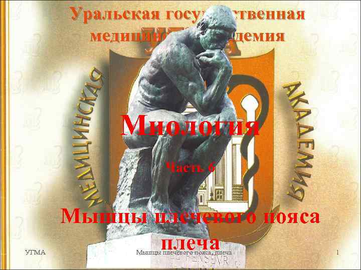 Уральская государственная медицинская академия Миология Часть 6 УГМА Мышцы плечевого пояса плеча Мышцы плечевого