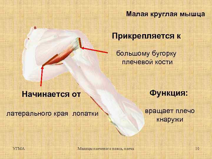 Малая круглая мышца Прикрепляется к большому бугорку плечевой кости Начинается от Функция: латерального края