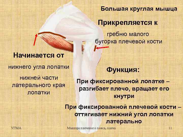 Большая круглая мышца Прикрепляется к гребню малого бугорка плечевой кости Начинается от нижнего угла