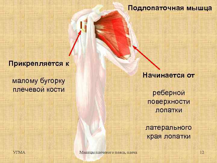 Подлопаточная мышца Прикрепляется к Начинается от малому бугорку плечевой кости реберной поверхности лопатки латерального