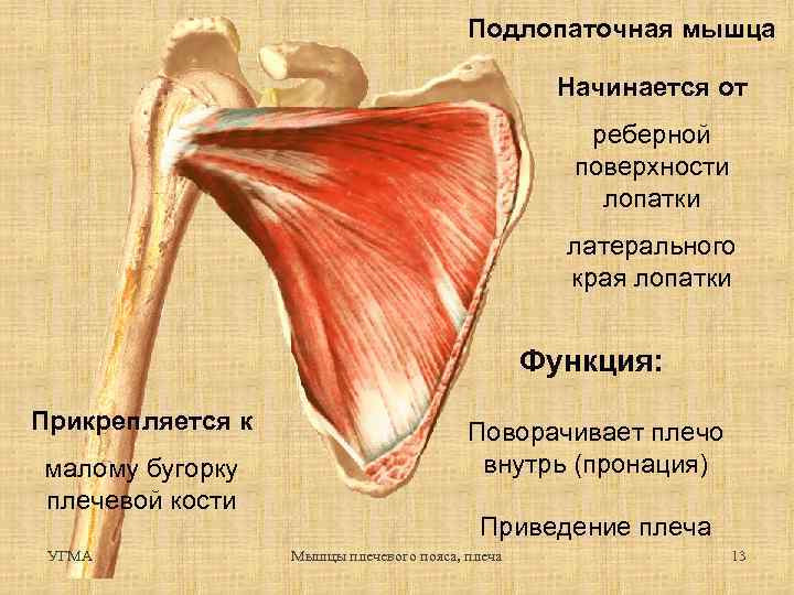 Рекламные изображения на подвижной ножке одним концом прикрепляющиеся к поверхности называются