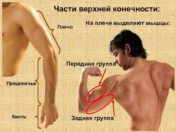 Части верхней конечности: Плечо На плече выделяют мышцы: Передняя группа Предплечье Кисть Задняя группа