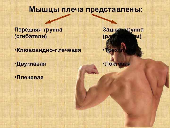 Мышцы плеча представлены: Передняя группа (сгибатели) Задняя группа (разгибатели) • Клювовидно-плечевая • Трехглавая •