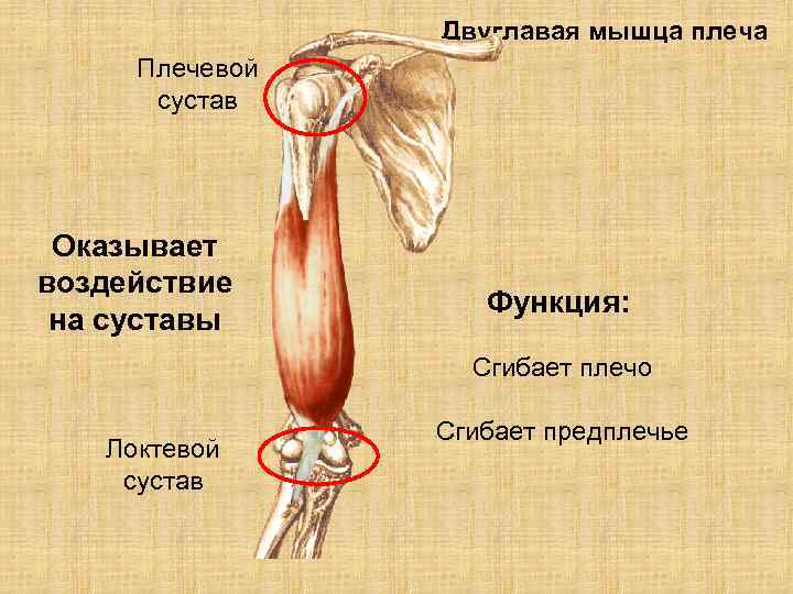 Надостная мышца плечевого сустава фото