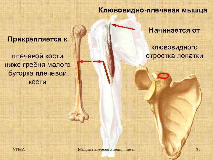 Плечевая мышца фото