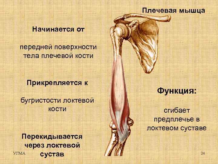 Плечевая кость фото на человеке