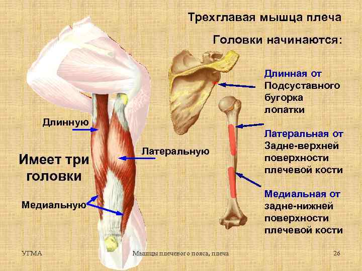 Трехглавая мышца плеча Головки начинаются: Длинная от Подсуставного бугорка лопатки Длинную Имеет три головки