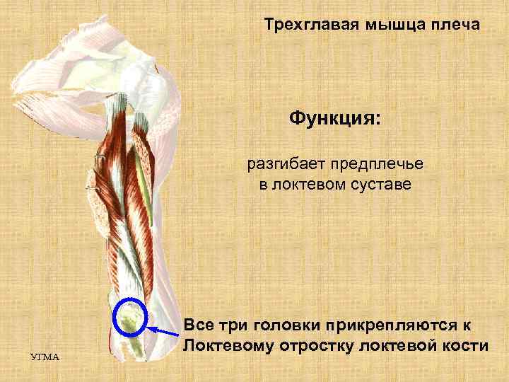 Трехглавая мышца плеча Функция: разгибает предплечье в локтевом суставе УГМА Все три головки прикрепляются