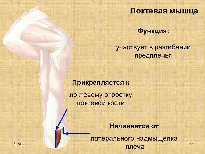 Локтевая мышца Функция: участвует в разгибании предплечья Прикрепляется к локтевому отростку локтевой кости Начинается
