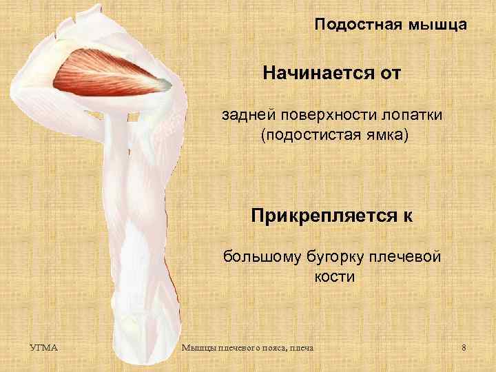 Подостная мышца Начинается от задней поверхности лопатки (подостистая ямка) Прикрепляется к большому бугорку плечевой