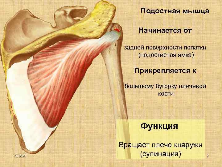 Рекламные изображения на подвижной ножке одним концом прикрепляющиеся к поверхности называются тест