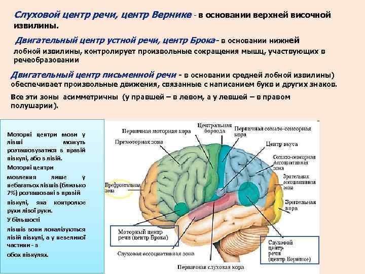 Слуховой центр речи, центр Вернике - в основании верхней височной извилины. Двигательный центр устной