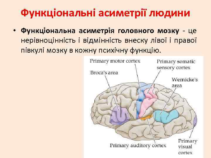 Функціональні асиметрії людини • Функціональна асиметрія головного мозку - це нерівноцінність і відмінність внеску