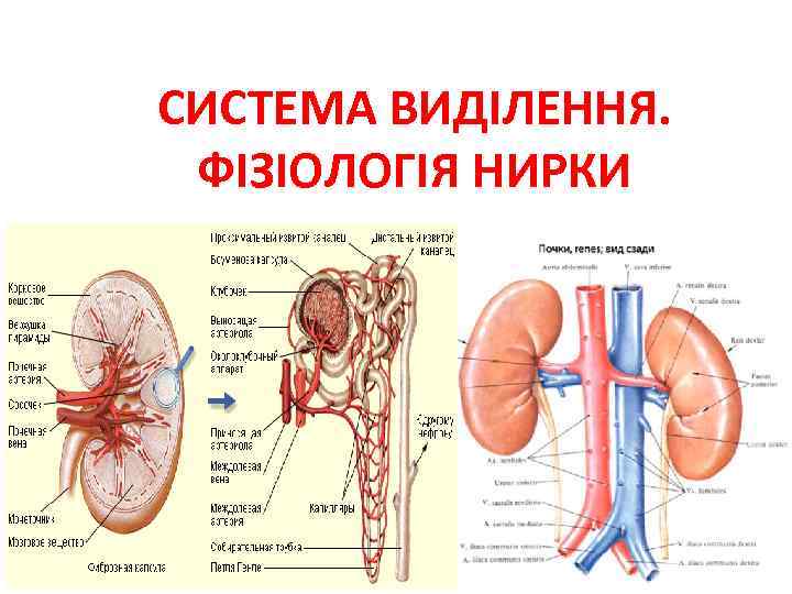 СИСТЕМА ВИДІЛЕННЯ. ФІЗІОЛОГІЯ НИРКИ 