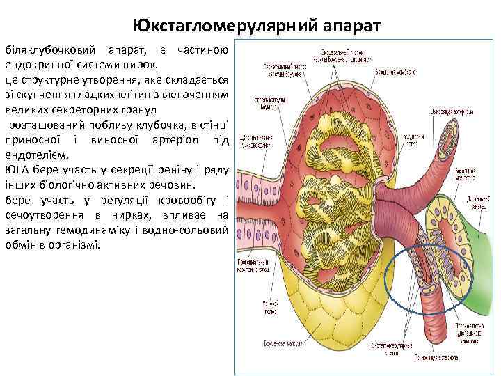 Юкстагломерулярний апарат біляклубочковий апарат, є частиною ендокринної системи нирок. це структурне утворення, яке складається