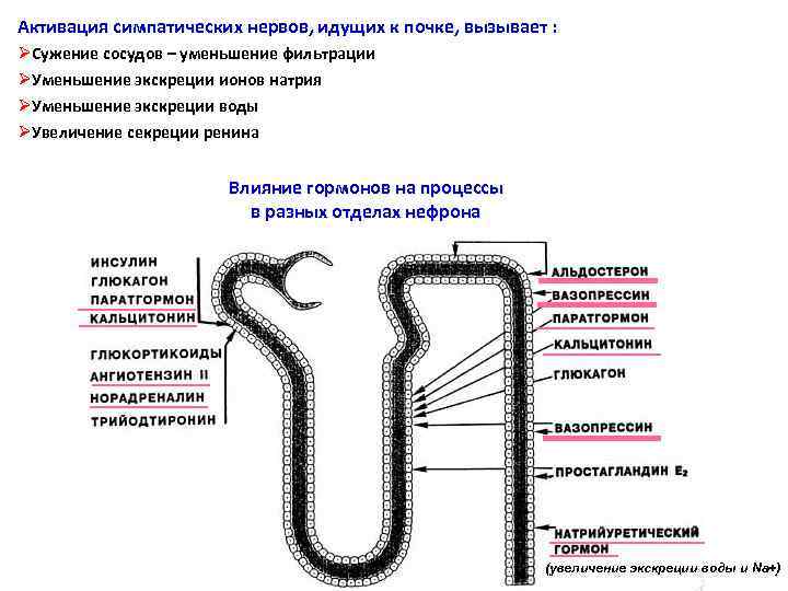 Активация симпатических нервов, идущих к почке, вызывает : ØСужение сосудов – уменьшение фильтрации ØУменьшение