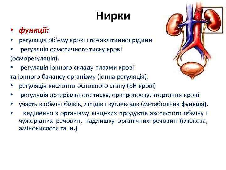 Нирки • функції: • регуляція об'єму крові і позаклітинної рідини • регуляція осмотичного тиску