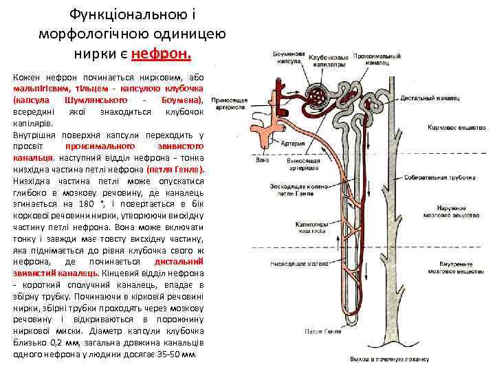 Функціональною і морфологічною одиницею нирки є нефрон. Кожен нефрон починається нирковим, або мальпігієвим, тільцем