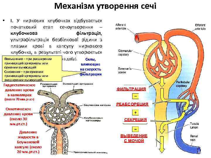 Механізм утворення сечі І. У ниркових клубочках відбувається початковий етап сечоутворення – клубочкова фільтрація,