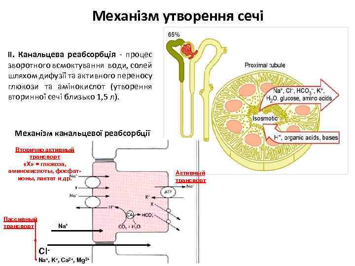 Механізм утворення сечі ІІ. Канальцева реабсорбція - процес зворотного всмоктування води, солей шляхом дифузії