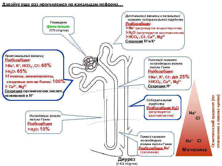 Давайте еще раз прогуляемся по канальцам нефрона…. Гломерула фильтрация (170 л/сутки) Дистальный каналец и