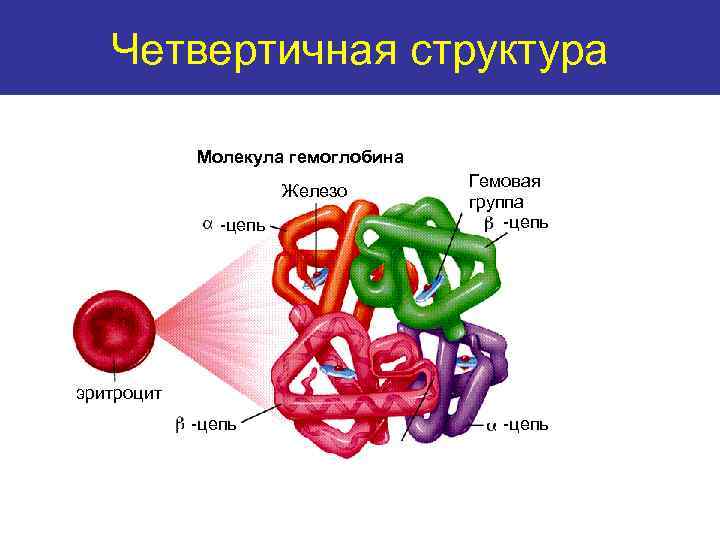 Четвертичнаяstructure структура Quaternary Молекула гемоглобина Железо -цепь Гемовая группа -цепь эритроцит -цепь 