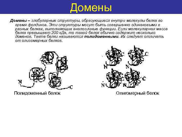 Домены Some definitions Домены – глобулярные структуры, образующиеся внутри молекулы белка во время фолдинга.