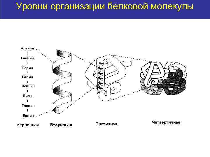 Уровни организации белковой молекулы Аланин Глицин Серин Валин Лейцин Лизин Глицин Валин первичная Вторичная