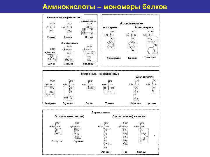 Amino acids as – мономеры белков Аминокислоты protein monomers Неполярные алифатические Циклические Ароматические Неполярные