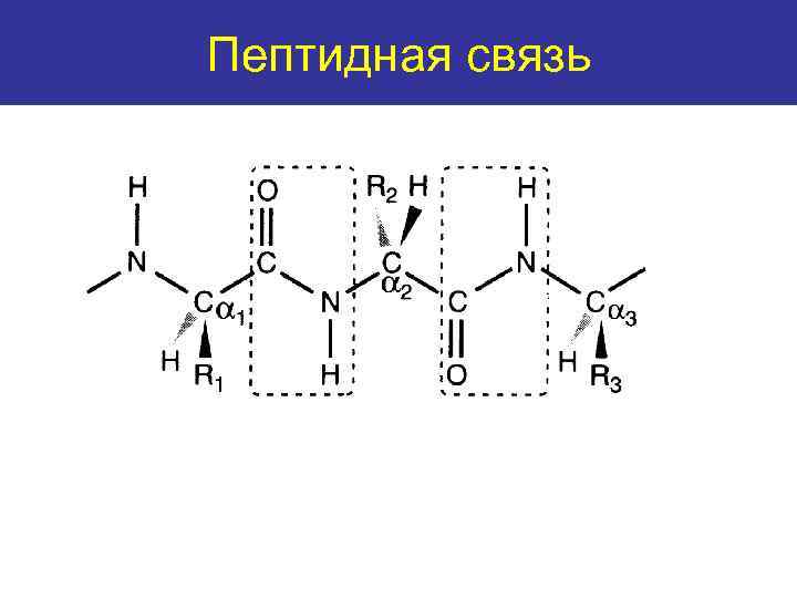 Пептидная связь The peptide bond 