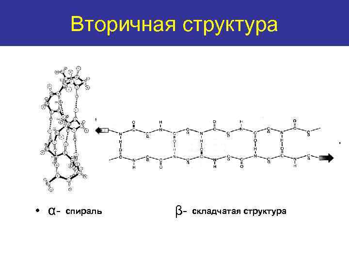 Вторичная структура Secondary structure спираль • α-helix складчатая структура β-pleated sheet 