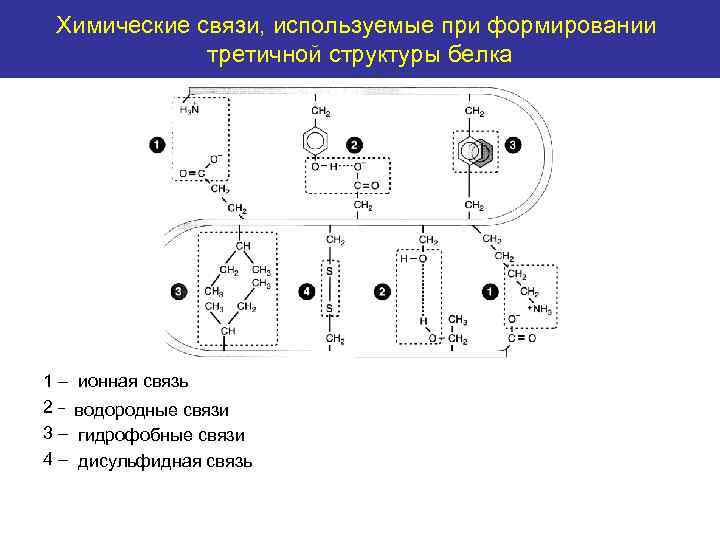 Химические связи, используемые при формировании Chemical bonds used in the tertiary structure третичной структуры