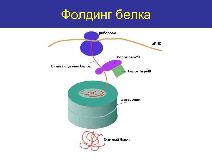 Фолдинг белка Protein folding рибосома м. РНК белок hsp-70 Синтезируемый белок hsp-40 шаперонин Готовый