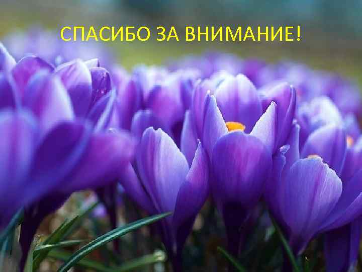 СПАСИБО ЗА ВНИМАНИЕ! 