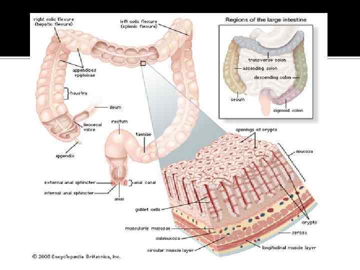 Vellositats intestinals