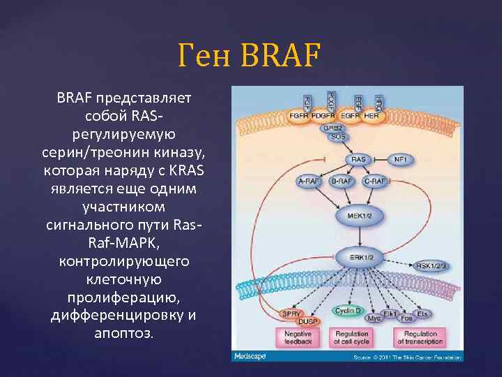 Ген BRAF представляет собой RASрегулируемую серин/треонин киназу, которая наряду с KRAS является еще одним