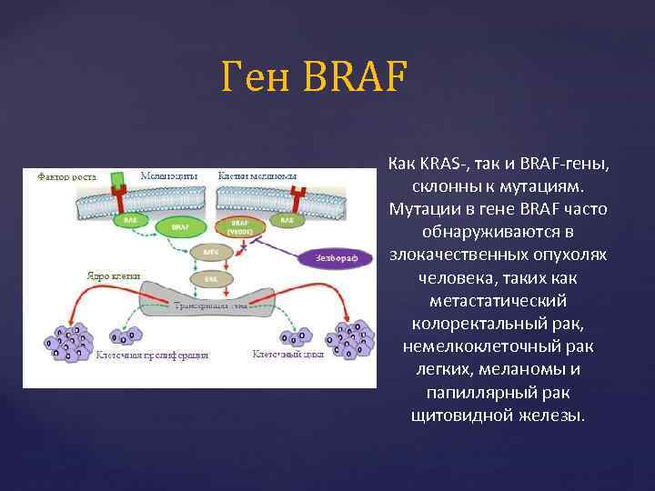 Ген BRAF Как KRAS-, так и BRAF-гены, склонны к мутациям. Мутации в гене BRAF