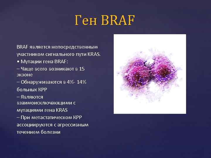 Ген BRAF является непосредственным участником сигнального пути KRAS. • Мутации гена BRAF: – Чаще