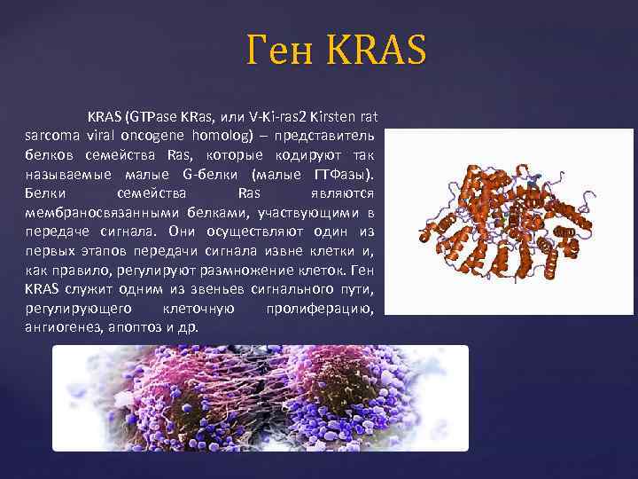 Ген KRAS (GTPase KRas, или V-Ki-ras 2 Kirsten rat sarcoma viral oncogene homolog) –