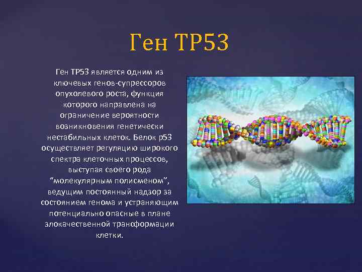 Ген TP 53 является одним из ключевых генов-супрессоров опухолевого роста, функция которого направлена на