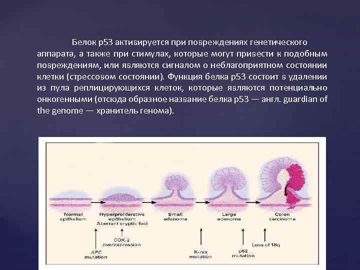 Белок р53 активируется при повреждениях генетического аппарата, а также при стимулах, которые могут привести