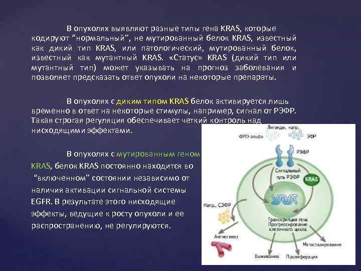 В опухолях выявляют разные типы гена KRAS, которые кодируют “нормальный”, не мутированный белок KRAS,