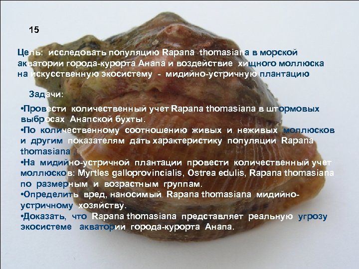 15 Цель: исследовать популяцию Rapana thomasiana в морской акватории города-курорта Анапа и воздействие хищного
