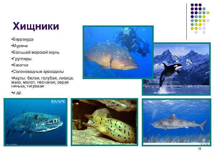 Хищники • Барракуда • Мурена • Большой морской окунь • Групперы • Касатка •