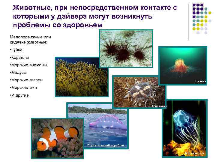 Животные, при непосредственном контакте с которыми у дайвера могут возникнуть проблемы со здоровьем Малоподвижные