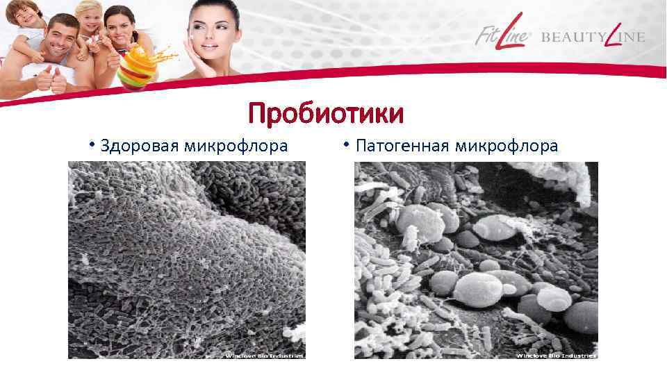 Пробиотики • Здоровая микрофлора • Патогенная микрофлора 