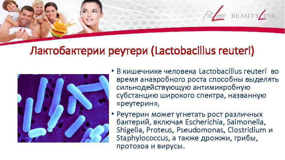 Лактобактерии реутери (Lactobacillus reuteri) • В кишечнике человека Lactobacillus reuteri во время анаэробного роста