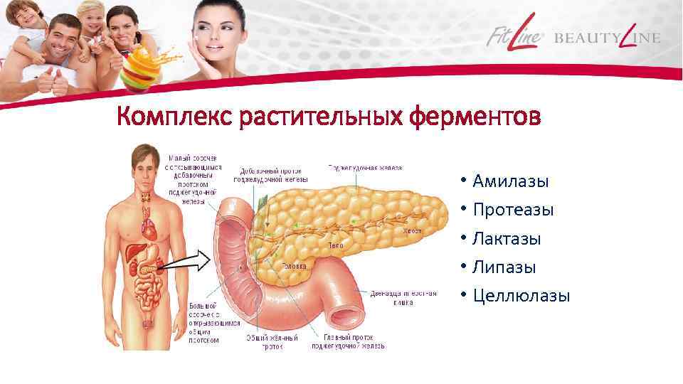 Комплекс растительных ферментов • Амилазы • Протеазы • Лактазы • Липазы • Целлюлазы 