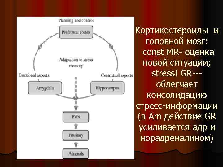 Кортикостероиды и головной мозг: const MR- оценка новой ситуации; stress! GR--облегчает консолидацию стресс-информации (в